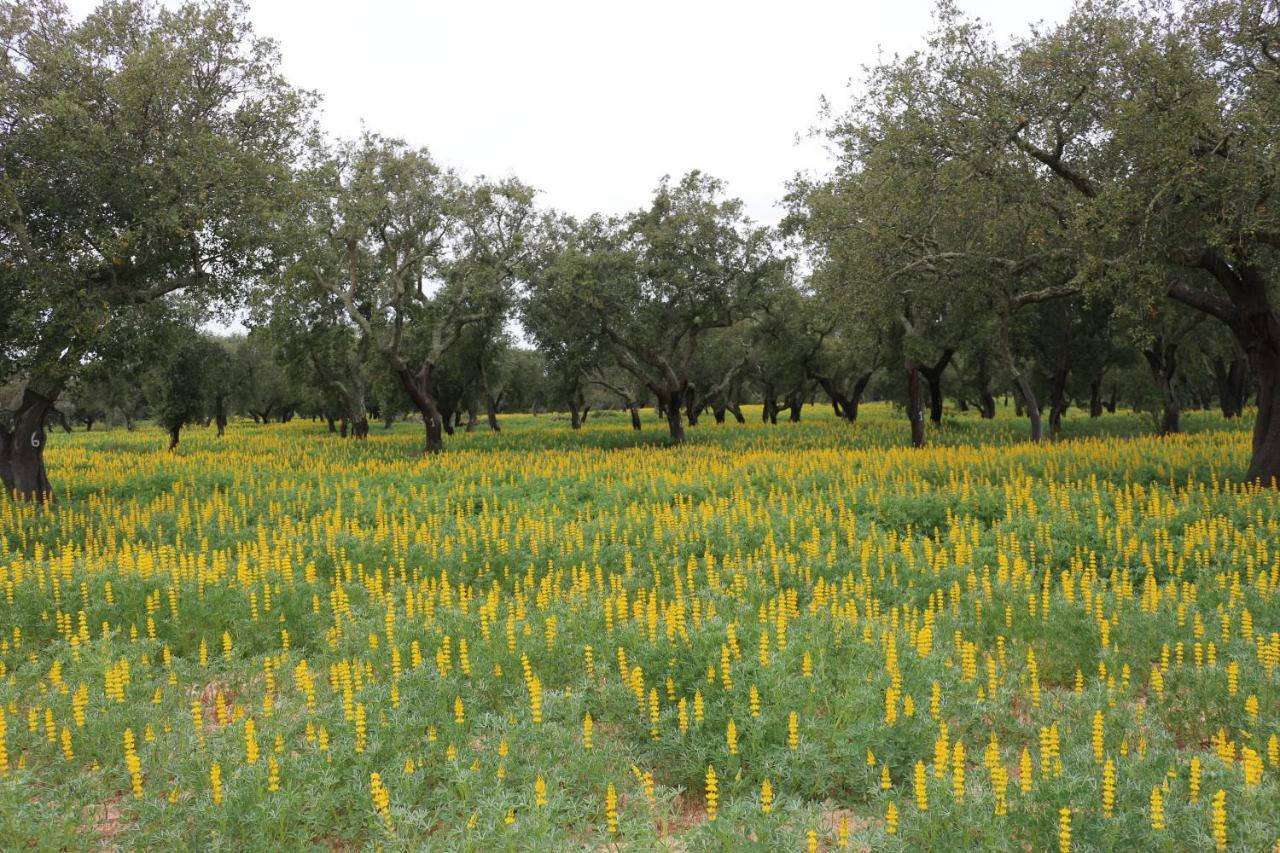 Monte Quinta Verde Ferreira Do Alentejo Esterno foto